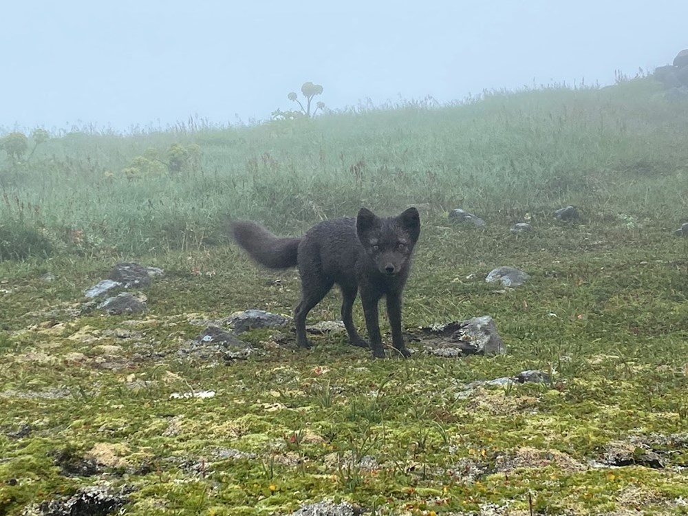 Mynd: Refur í Almenningaskarði